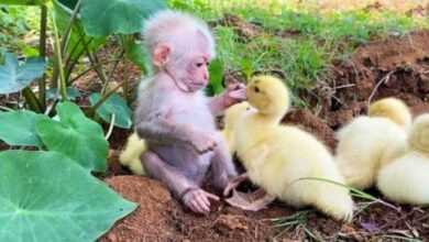 Минута отдыха Эти животные нашли себе друзей, которые совсем не похожи на них Животные 