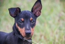 Минута отдыха Можно ли включать молоко в рацион собаки Животные 