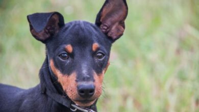 Минута отдыха Можно ли включать молоко в рацион собаки Животные 