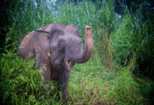 Минута отдыха Борнейский слон: «Крошечные» островные слоны весом всего 500 кг. Эти редкие звери хранят великую тайну своего прошлого Интересное 