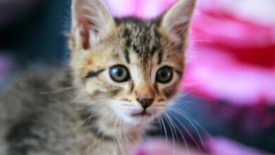 Минута отдыха Перевозка кошек: как провести эту процедуру, чтобы не нервировать животное Животные 