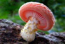 Минута отдыха Самые красивые грибы, которые удивляют своим внешним видом Интересное 