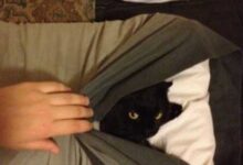 Минута отдыха Хитрые котики, которые в совершенстве овладели искусством ниндзя Животные 