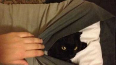 Минута отдыха Хитрые котики, которые в совершенстве овладели искусством ниндзя Животные 