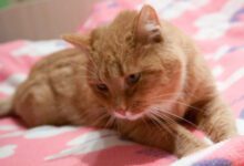 Минута отдыха Почему коты сходят с ума от валерьянки Животные 