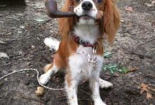 Минута отдыха Забавные животные на снимках заряжают позитивом Животные 