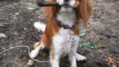 Минута отдыха Забавные животные на снимках заряжают позитивом Животные 