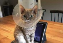 Минута отдыха Снимки питомцев, которые отомстили за то, что им не нравится Животные 