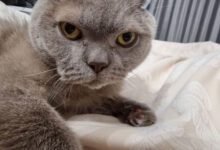 Минута отдыха Как понять, что кот обиделся на хозяина Животные 