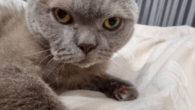 Минута отдыха Как понять, что кот обиделся на хозяина Животные  Минута отдыха Как понять, что кот обиделся на хозяина Животные