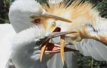 Минута отдыха Странные, забавные и чудаковатые птицы на случайных снимках Животные  Минута отдыха Странные, забавные и чудаковатые птицы на случайных снимках Животные