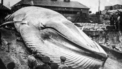 Минута отдыха Засекреченное цунами, которое смыло советский город Интересное 