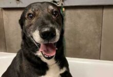 Минута отдыха Тёплые снимки спасённых животных, которые греют душу Животные 