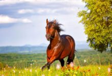 Минута отдыха Как дикие лошади обходятся без подков? Интересное 