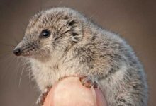 Минута отдыха Удивительные примеры самых крошечных животных в мире Животные 