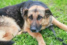 Минута отдыха Как понять, что собака обиделась, и на что они обижаются чаще всего Животные 