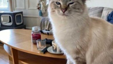 Минута отдыха Забавные и курьёзные снимки с котейками заряжают позитивом Животные  Минута отдыха Забавные и курьёзные снимки с котейками заряжают позитивом Животные