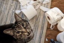 Минута отдыха Выходки домашних животных, которые не так просты как кажутся Животные 