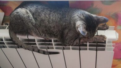 Минута отдыха Кошка спит на батарее. Это не вредно? Животные  Минута отдыха Кошка спит на батарее. Это не вредно? Животные