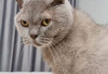 Минута отдыха Как кошки чувствуют плохого человека: обратите внимание на этот нюанс Животные 