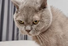 Минута отдыха Почему кошки иногда едят лапами: эксперты объяснили странное поведение питомцев Животные 