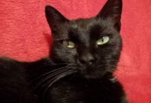 Минута отдыха Сколько лет вашей кошке по человеческим меркам Животные 