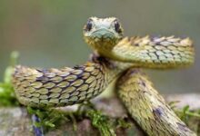 Минута отдыха Список самых красивых змей в мире Животные 