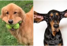 Минута отдыха 9 забавных и необычных рекордов, которые побили собаки Интересное 