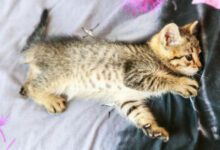 Минута отдыха Можно ли заводить кошку людям с аллергией Животные 