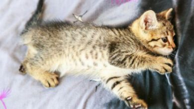 Минута отдыха Можно ли заводить кошку людям с аллергией Животные  Минута отдыха Можно ли заводить кошку людям с аллергией Животные