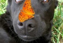 Минута отдыха Позитивные снимки с животными, которые встретили бабочек Животные 