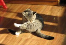 Минута отдыха Почему кошка постоянно вылизывает себя: объяснение поведения питомца Животные 