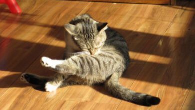 Минута отдыха Почему кошка постоянно вылизывает себя: объяснение поведения питомца Животные  Минута отдыха Почему кошка постоянно вылизывает себя: объяснение поведения питомца Животные