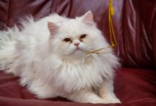 Минута отдыха Как ухаживать за пожилыми кошками: что нужно знать о питомце в возрасте 13-15 лет Животные 