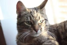 Минута отдыха Почему нужно воспитывать кошку, которая живет в квартире: советы заводчиков, чтобы жизнь с питомцем не превратилась в ад Животные 