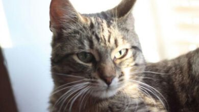 Минута отдыха Почему нужно воспитывать кошку, которая живет в квартире: советы заводчиков, чтобы жизнь с питомцем не превратилась в ад Животные  Минута отдыха Почему нужно воспитывать кошку, которая живет в квартире: советы заводчиков, чтобы жизнь с питомцем не превратилась в ад Животные