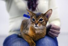 Минута отдыха Как кошка указывает на негативную энергию в доме Интересное 