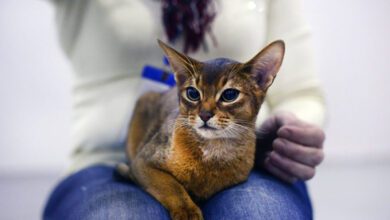Минута отдыха Как кошка указывает на негативную энергию в доме Интересное  Минута отдыха Как кошка указывает на негативную энергию в доме Интересное