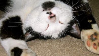 Минута отдыха Мем №1394858 Анекдоты 