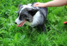 Минута отдыха Почему собака часто просится на прогулку: эксперты раскрыли главные причины Животные 