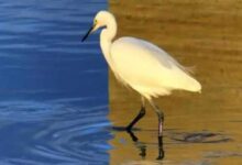 Минута отдыха Оптическая иллюзия с цаплей, которая поставила в тупик пользователей Сети Интересное 