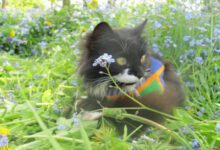 Минута отдыха Что делать, если кошки повадились гадить в саду: решение перед вашими глазами Животные 