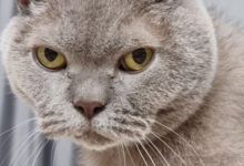 Минута отдыха Почему кошка нюхает нос человека: странности поведения или есть смысл Животные 