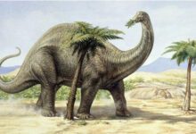 Минута отдыха Сколько весили динозавры? Интересное 