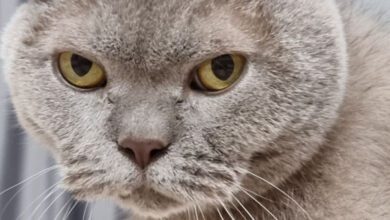 Минута отдыха Почему кот пристально смотрит в глаза хозяину: есть ли повод для беспокойства Животные 