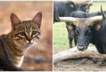 Минута отдыха Когда и кто был впервые одомашнен Интересное 