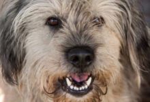 Минута отдыха По каким признакам можно понять, что собака стареет: мнение экспертов Животные 