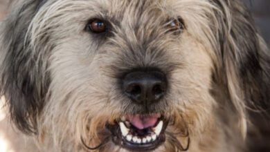 Минута отдыха Почему лает собака: названы основные причины Животные  Минута отдыха Почему лает собака: названы основные причины Животные