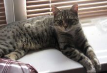 Минута отдыха Как сделать кошку более ласковой: есть простой способ Животные 