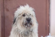 Минута отдыха 3 признака, что у собаки ухудшается зрение: хозяевам питомцев на заметку Животные 